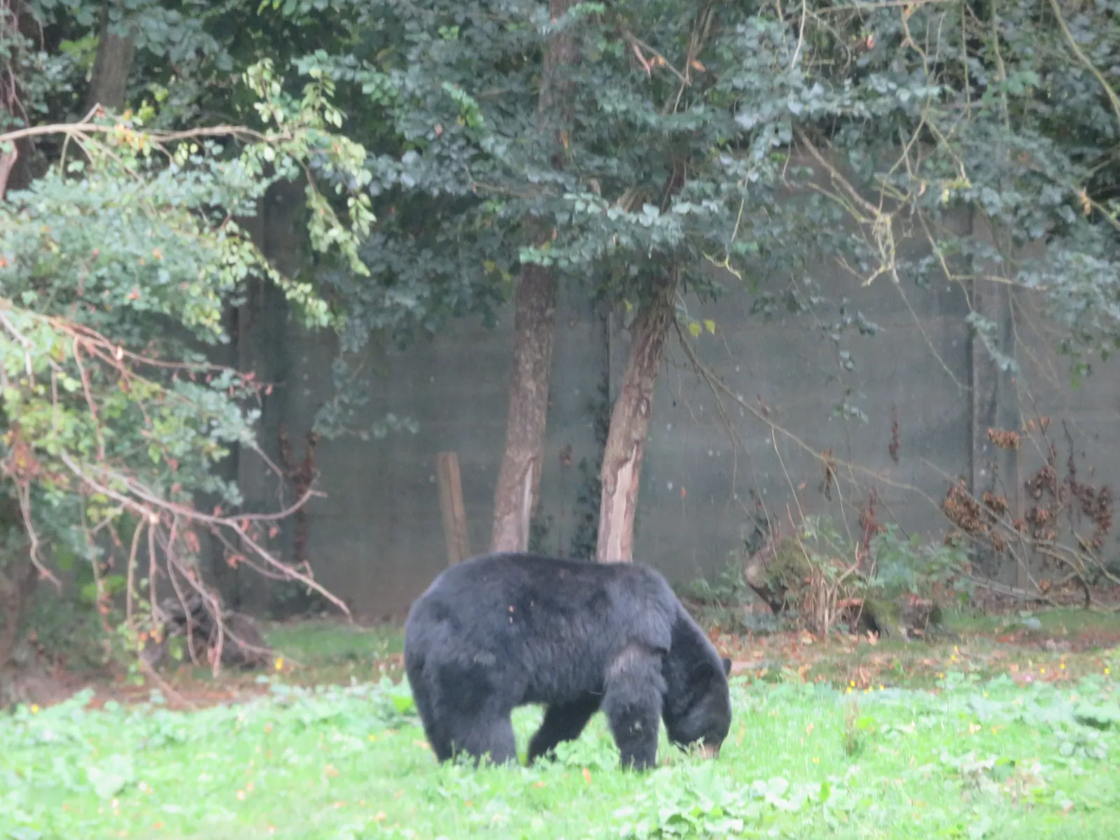 Le Safari du Zoo de Thoiry investi par les Rabelaisiens d'Asnières.