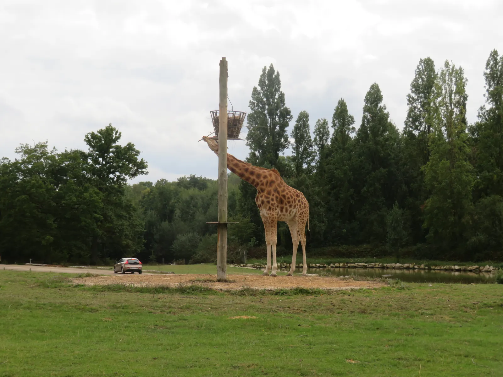 Le Safari du Zoo de Thoiry investi par les Rabelaisiens d'Asnières.
