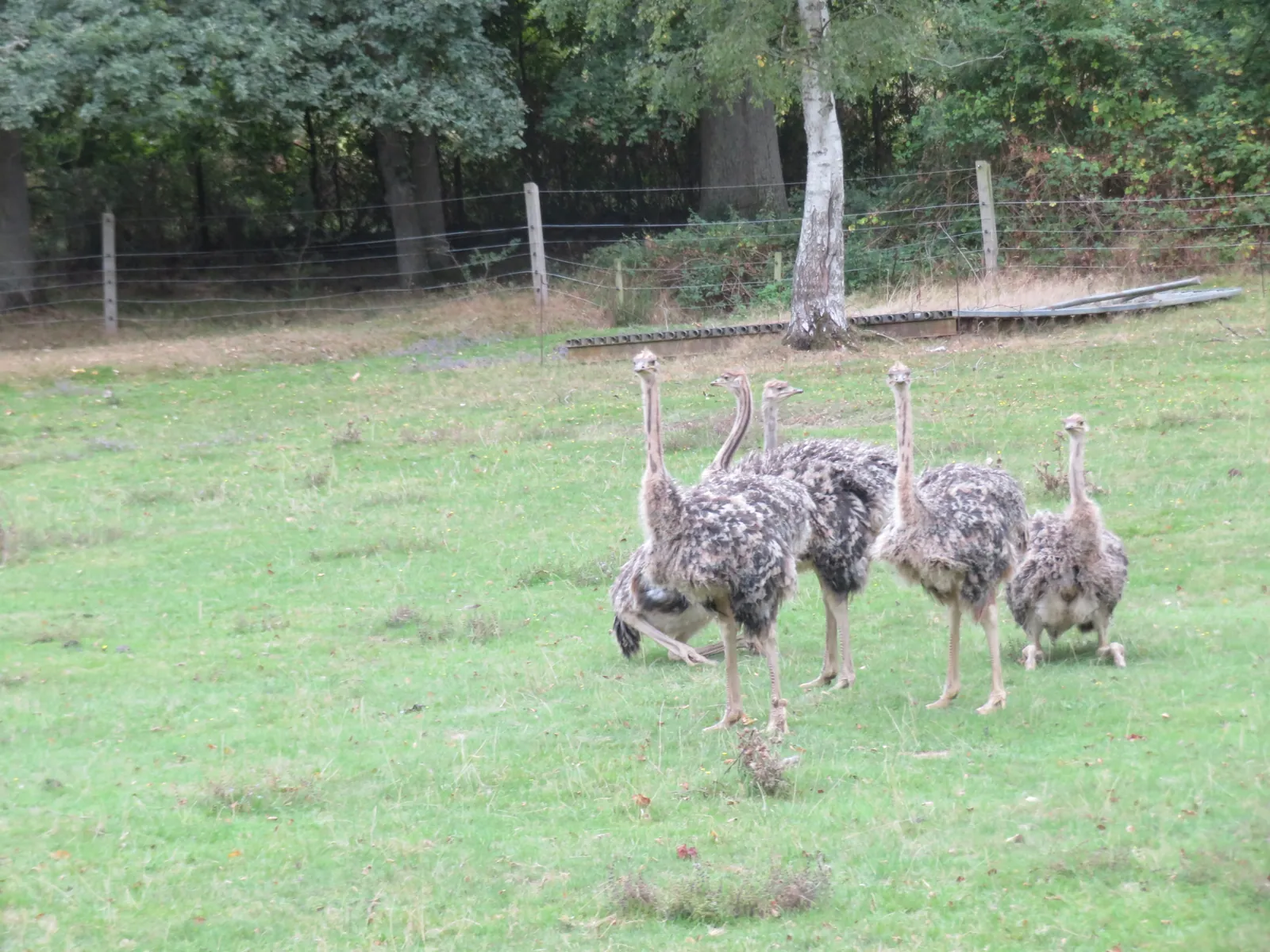 Le Safari du Zoo de Thoiry investi par les Rabelaisiens d'Asnières.