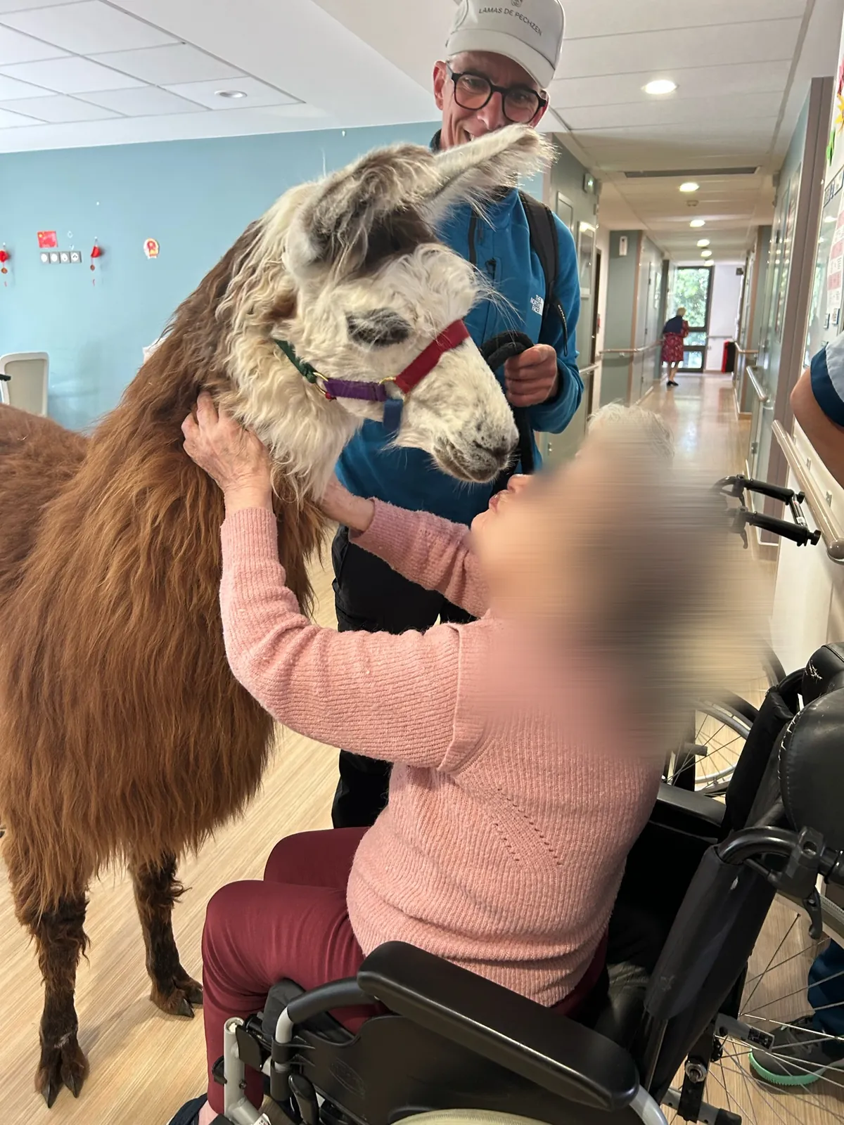 Médiation animale par ... le LAMA ! 