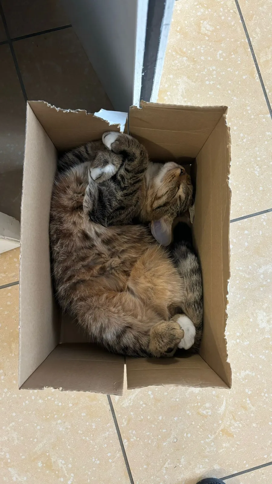  Woody, la chatte qui dirige (officieusement) les Jardins Medicis