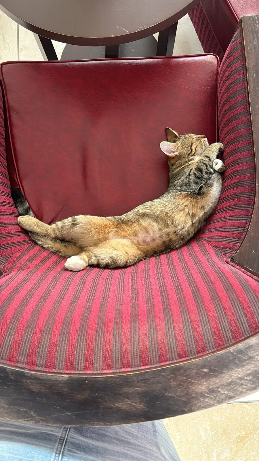  Woody, la chatte qui dirige (officieusement) les Jardins Medicis
