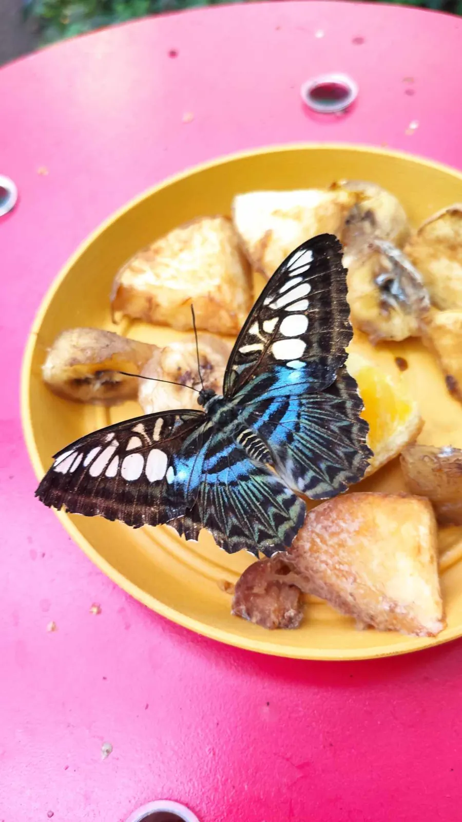 La serre aux papillons 