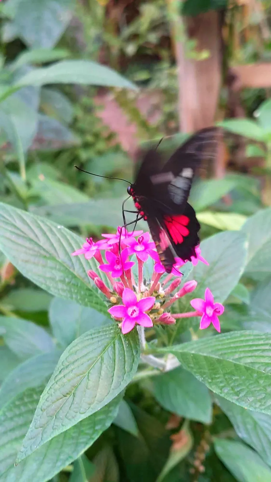 La serre aux papillons 