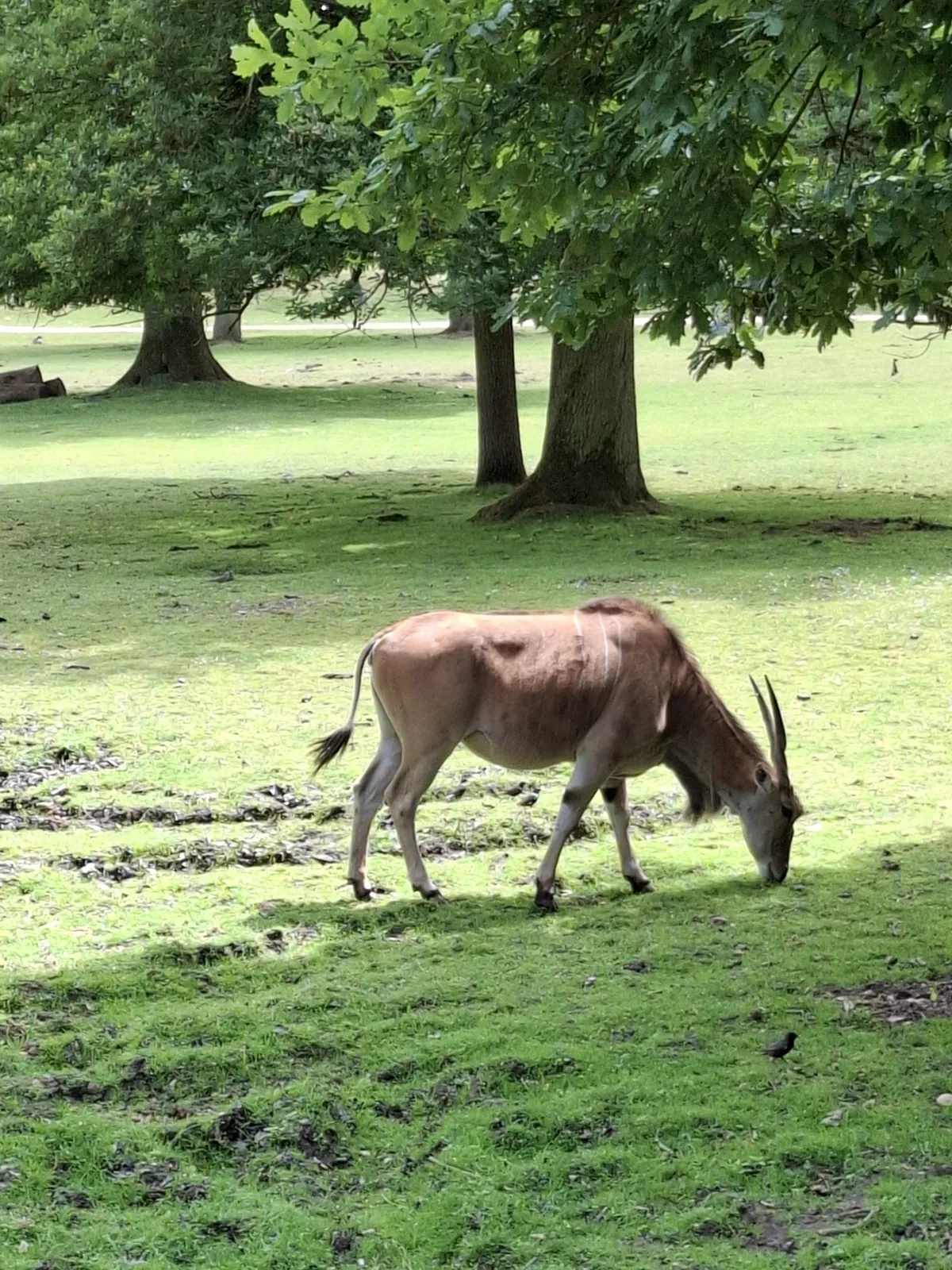 Safari au Parc Zoologique de Thoiry : une aventure inoubliable