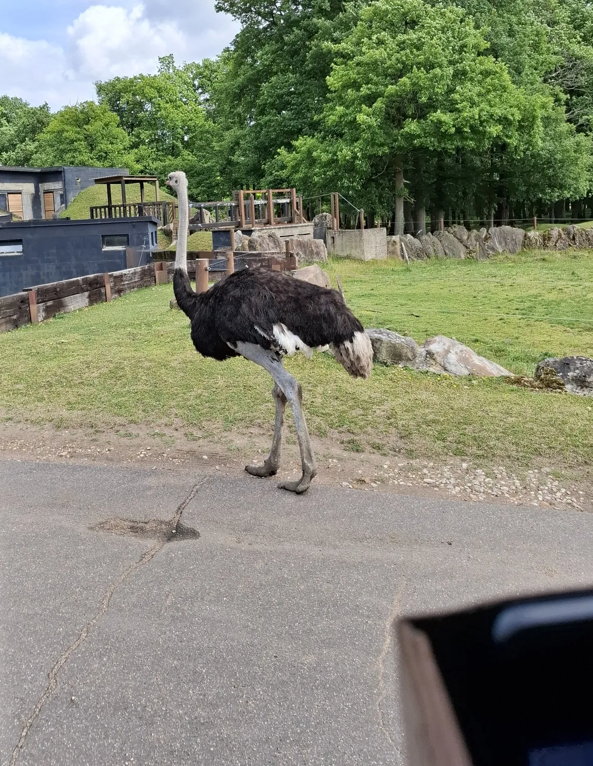 Safari au Parc Zoologique de Thoiry : une aventure inoubliable