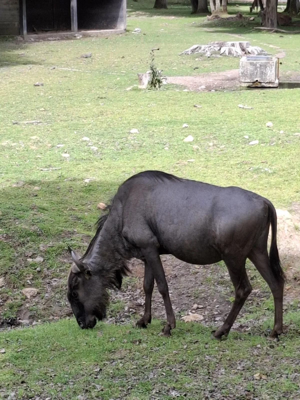 Safari au Parc Zoologique de Thoiry : une aventure inoubliable