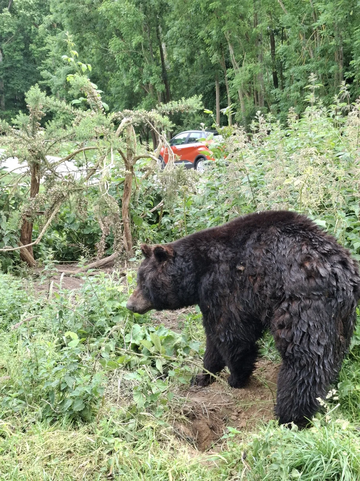 Safari au Parc Zoologique de Thoiry : une aventure inoubliable