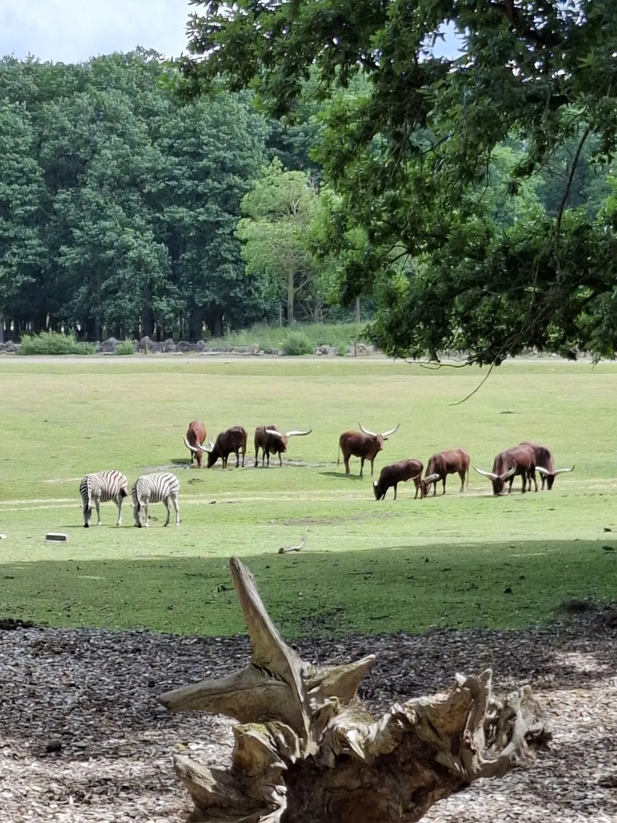 Safari au Parc Zoologique de Thoiry : une aventure inoubliable