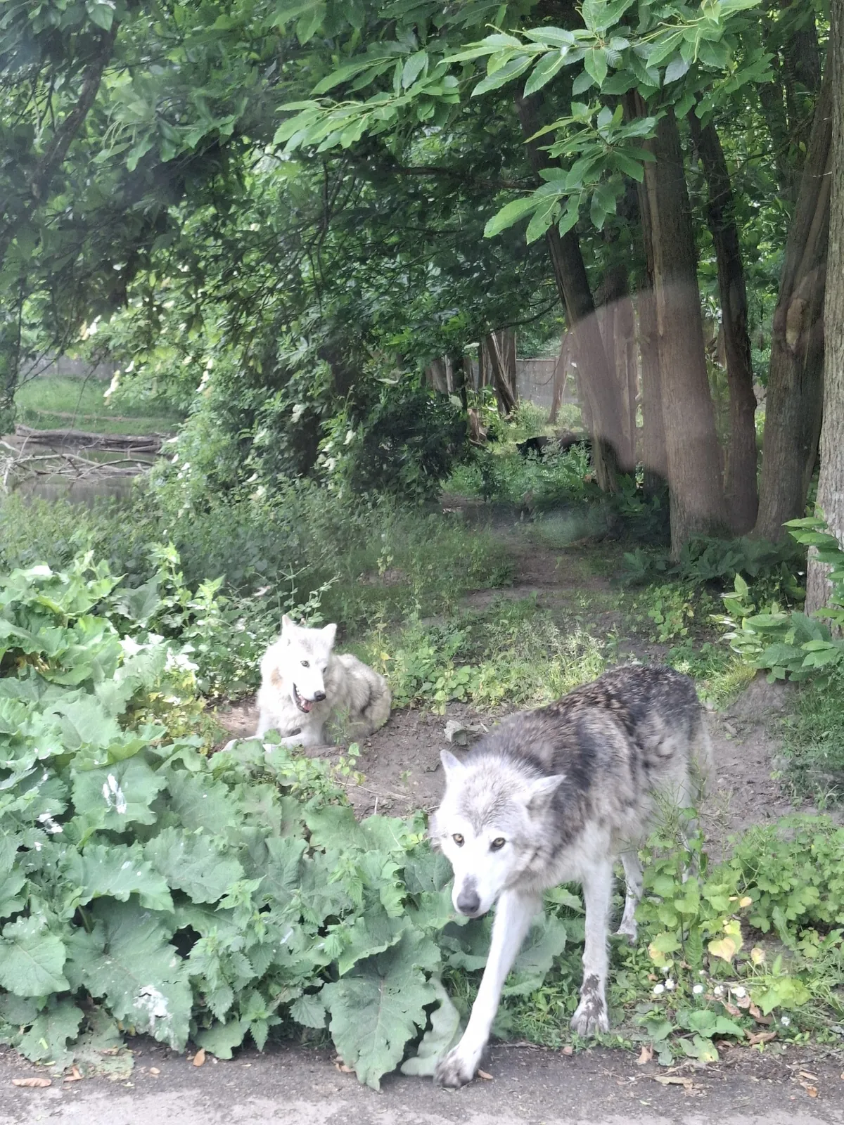 Safari au Parc Zoologique de Thoiry : une aventure inoubliable