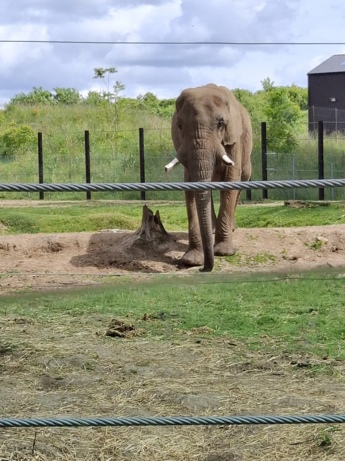 Safari au Parc Zoologique de Thoiry : une aventure inoubliable