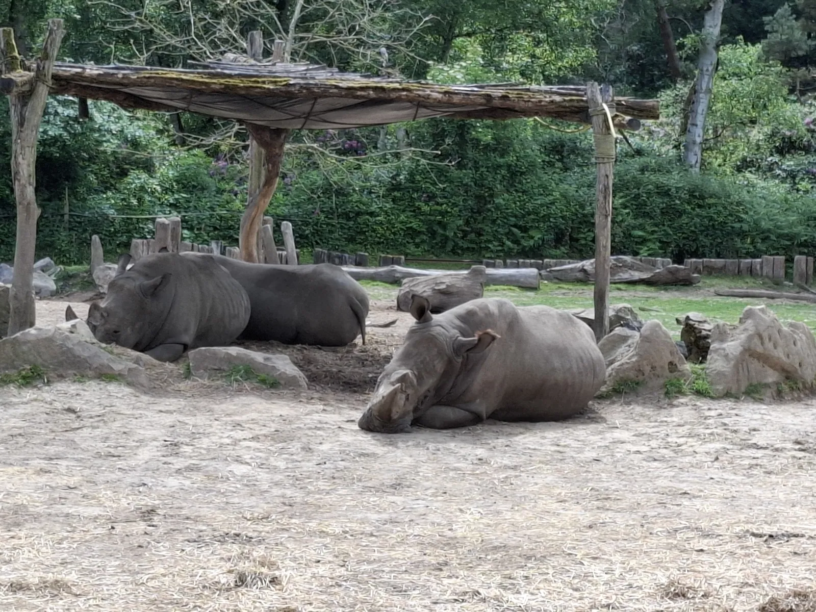 Safari au Parc Zoologique de Thoiry : une aventure inoubliable