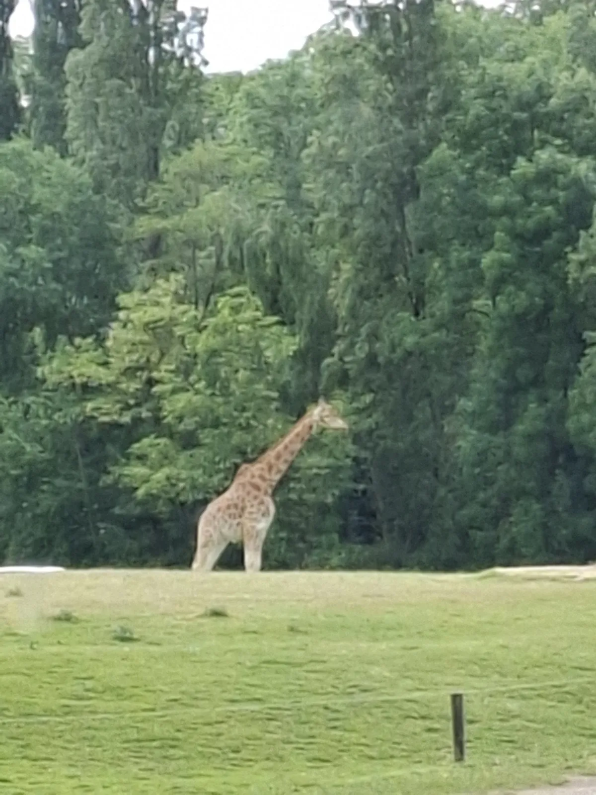 Safari au Parc Zoologique de Thoiry : une aventure inoubliable