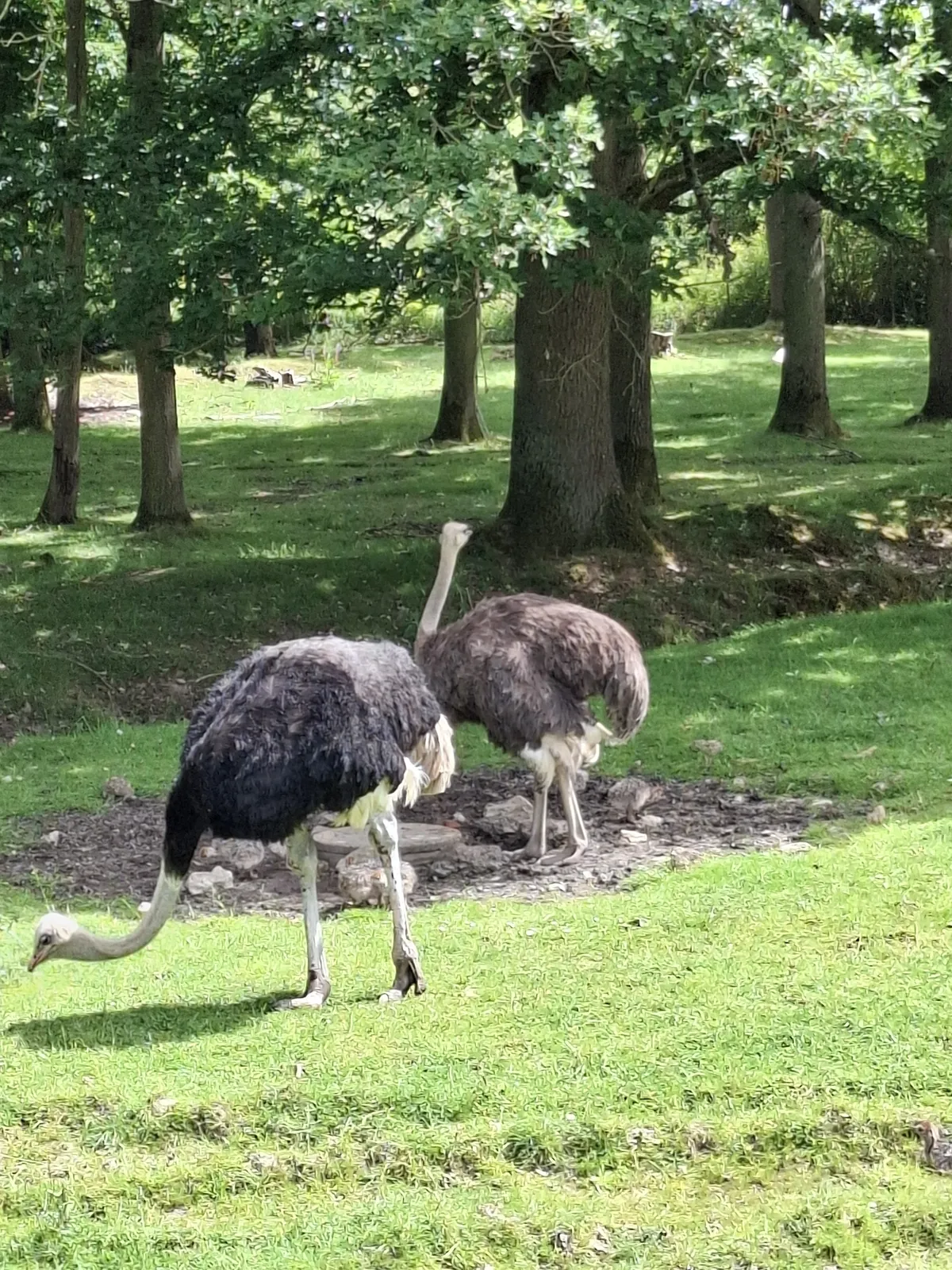 Safari au Parc Zoologique de Thoiry : une aventure inoubliable