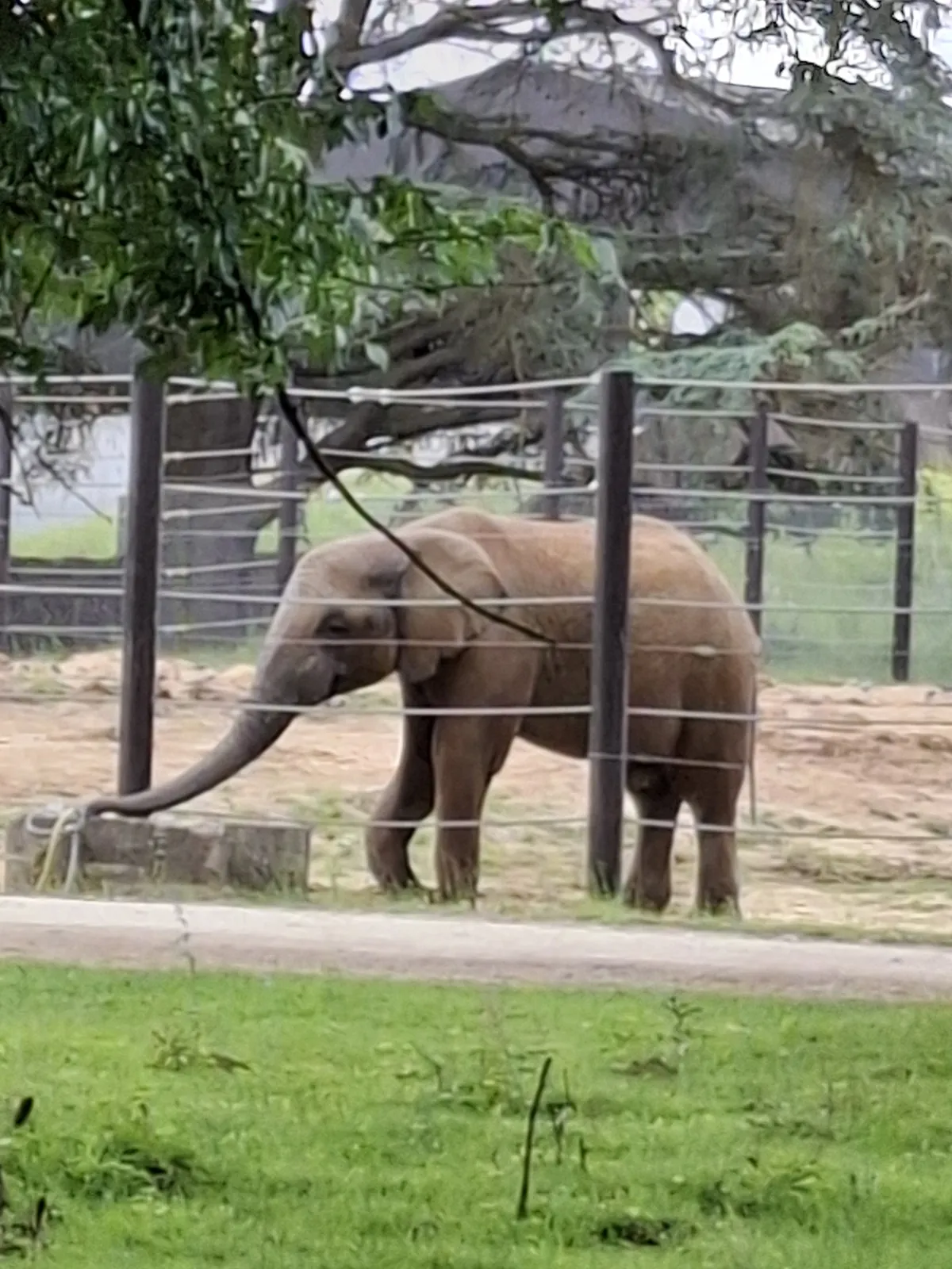 Safari au Parc Zoologique de Thoiry : une aventure inoubliable