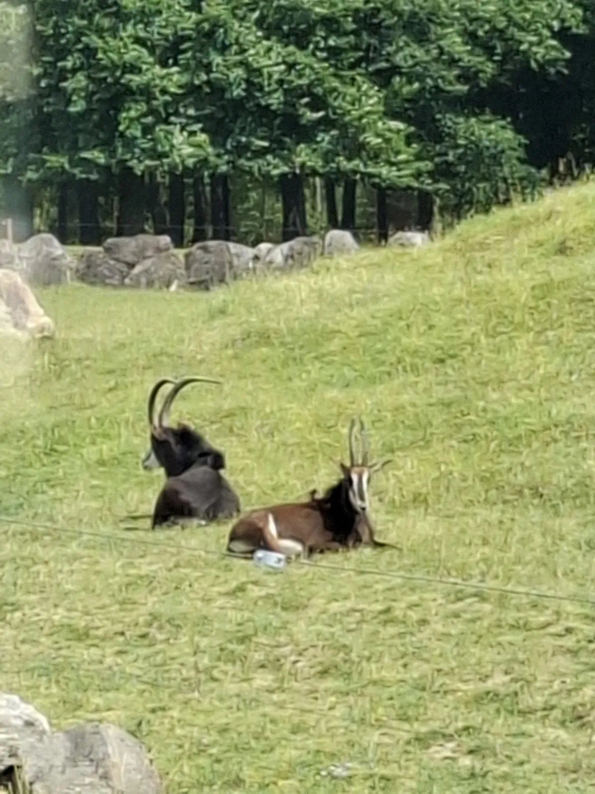 Safari au Parc Zoologique de Thoiry : une aventure inoubliable