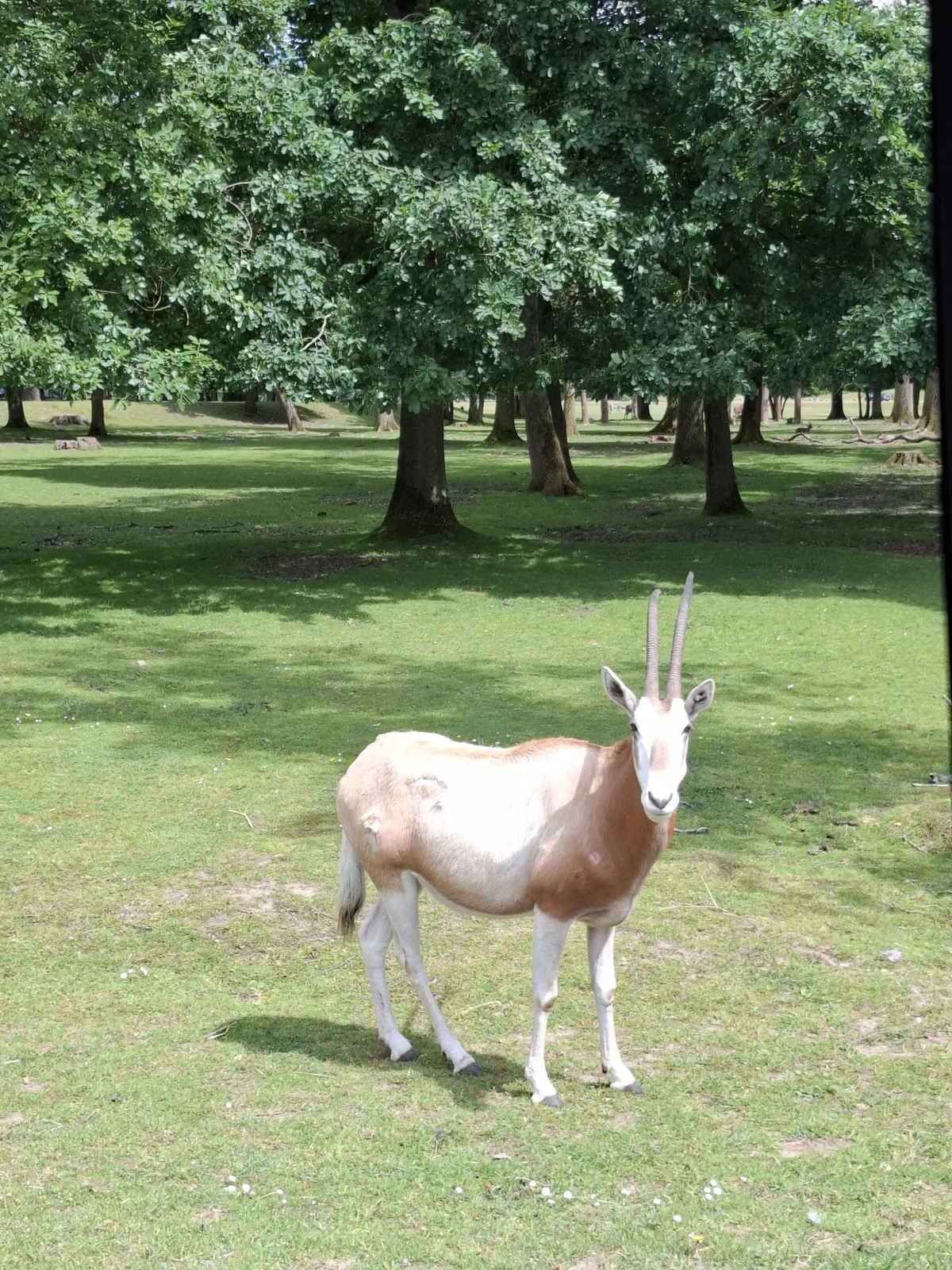 Safari au Parc Zoologique de Thoiry : une aventure inoubliable