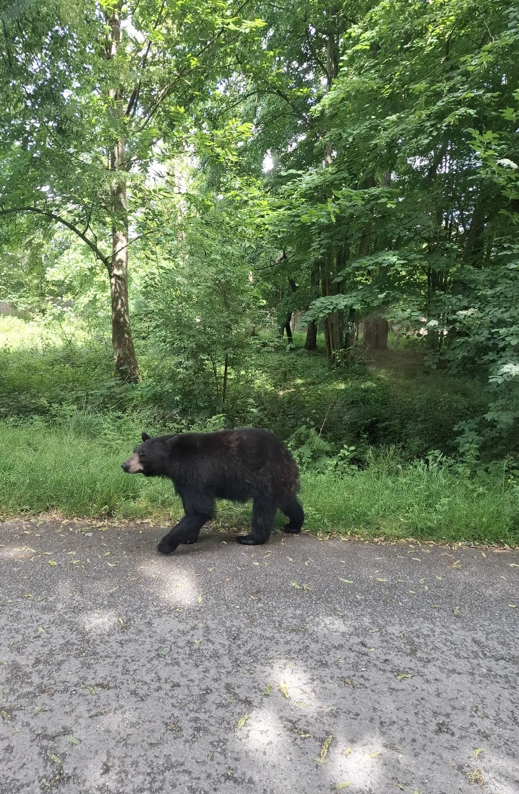 Safari au Parc Zoologique de Thoiry : une aventure inoubliable