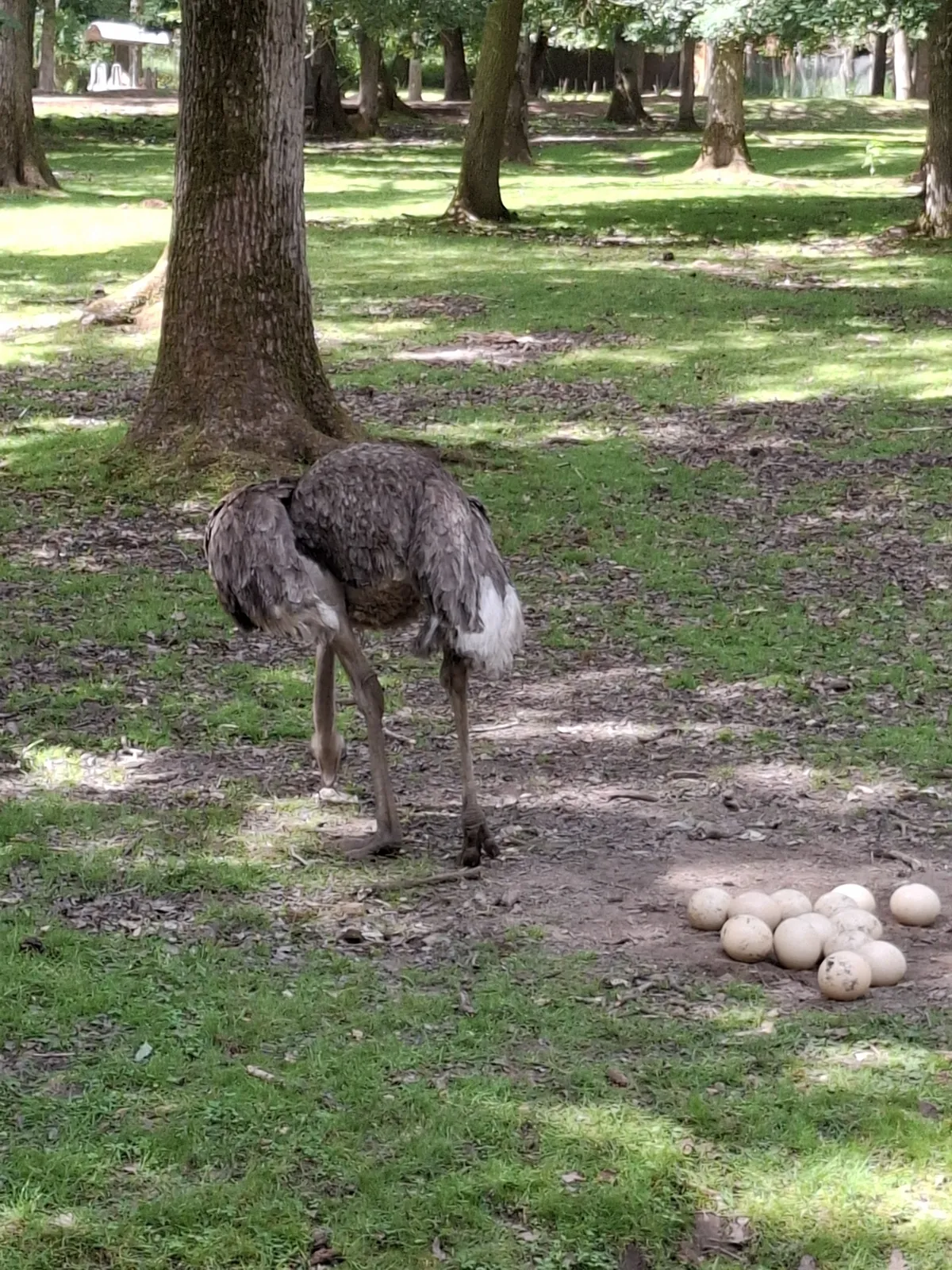 Safari au Parc Zoologique de Thoiry : une aventure inoubliable