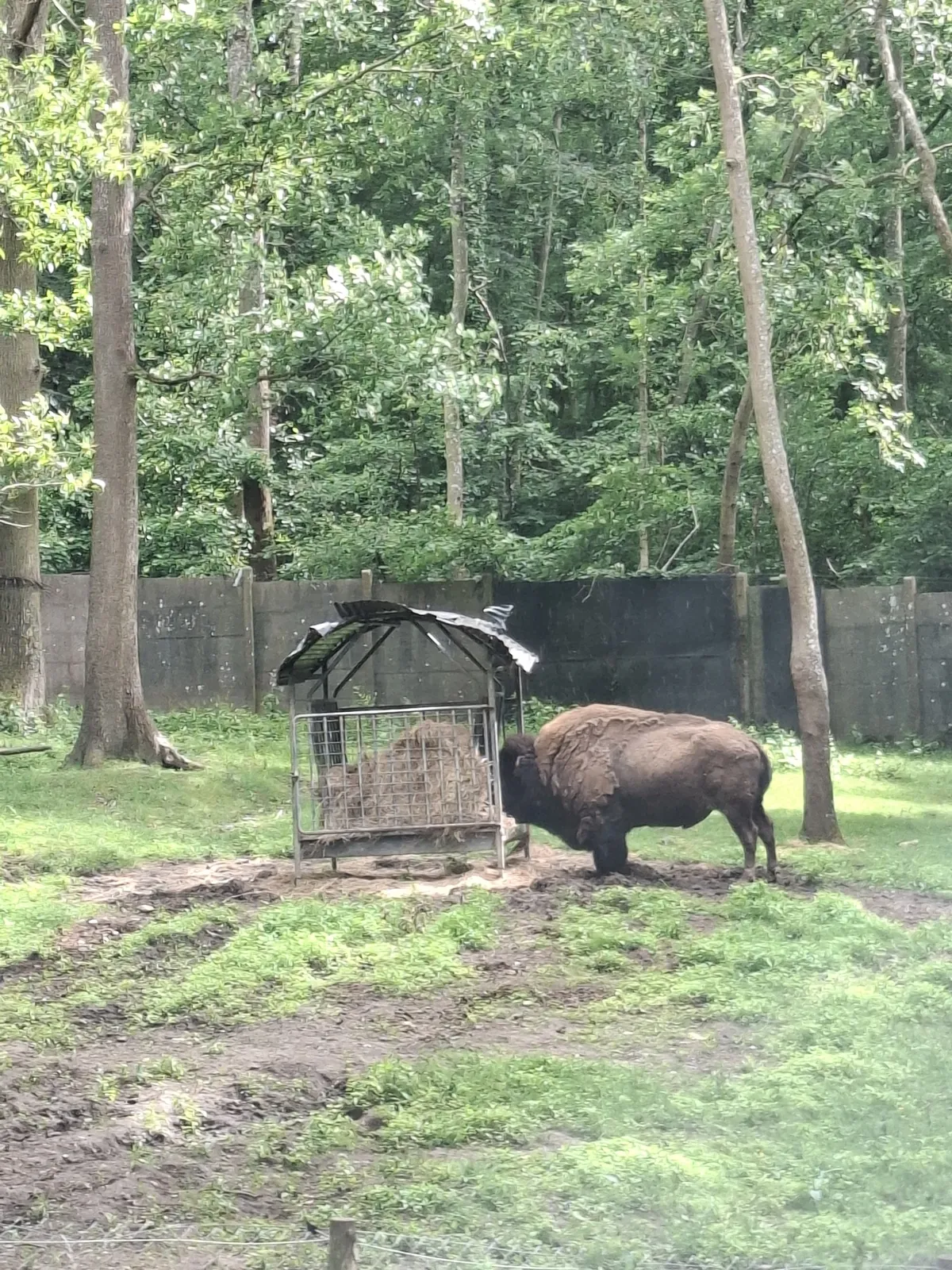 Safari au Parc Zoologique de Thoiry : une aventure inoubliable