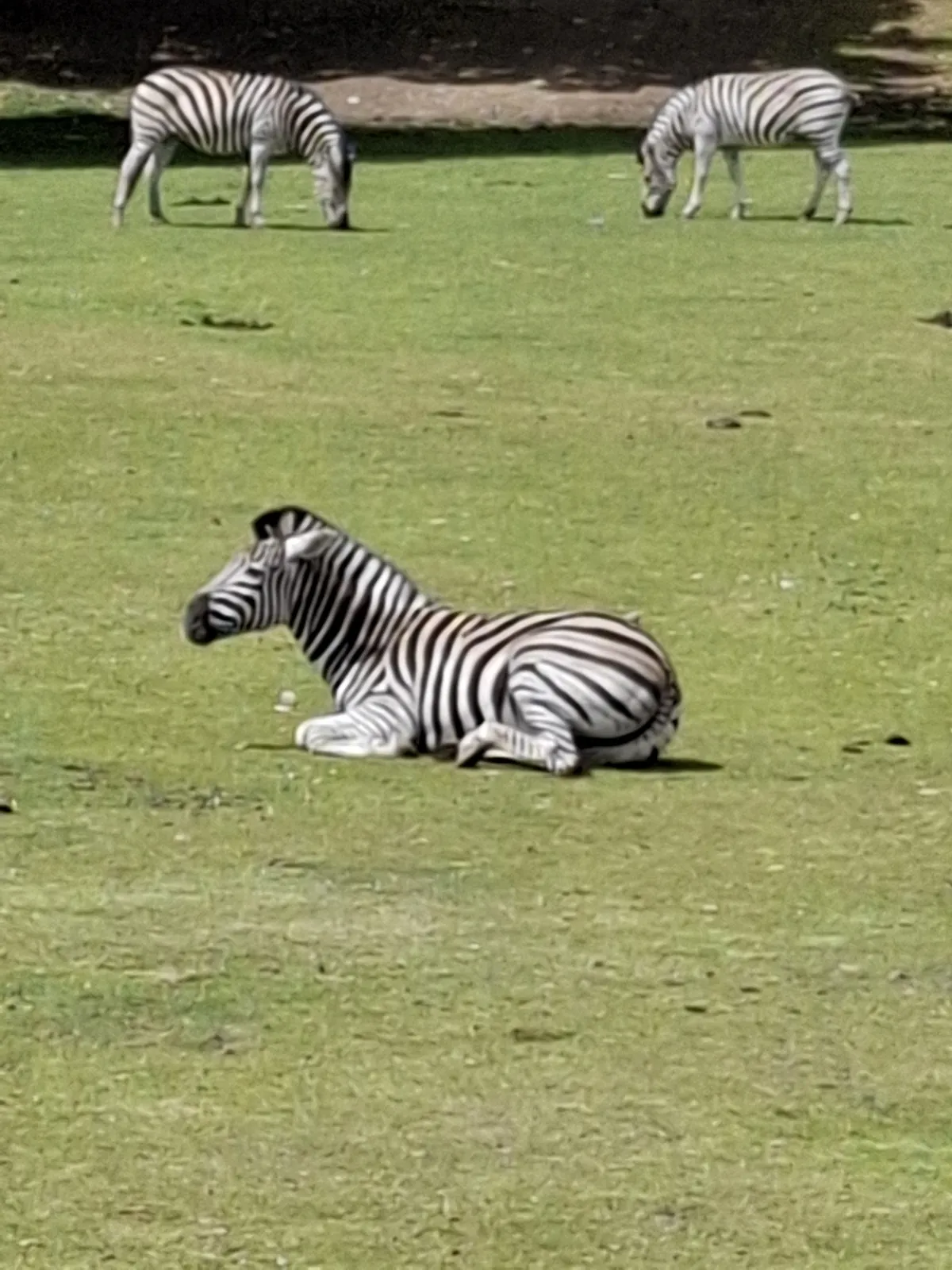 Safari au Parc Zoologique de Thoiry : une aventure inoubliable