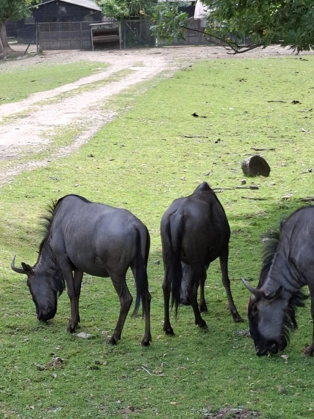 Safari au Parc Zoologique de Thoiry : une aventure inoubliable