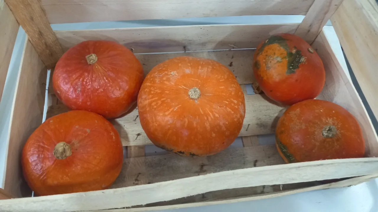 ATELIER CITROUILLES !