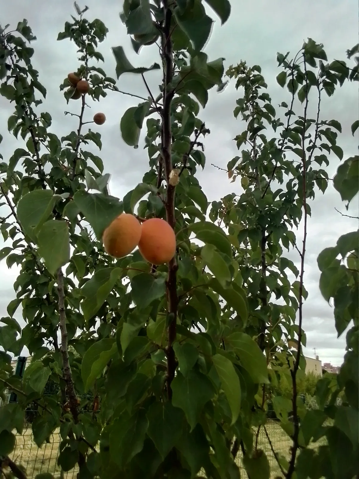 Notre rendez-vous au jardin partagé 