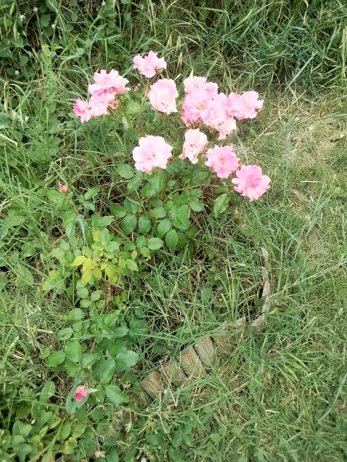 Notre rendez-vous au jardin partagé 