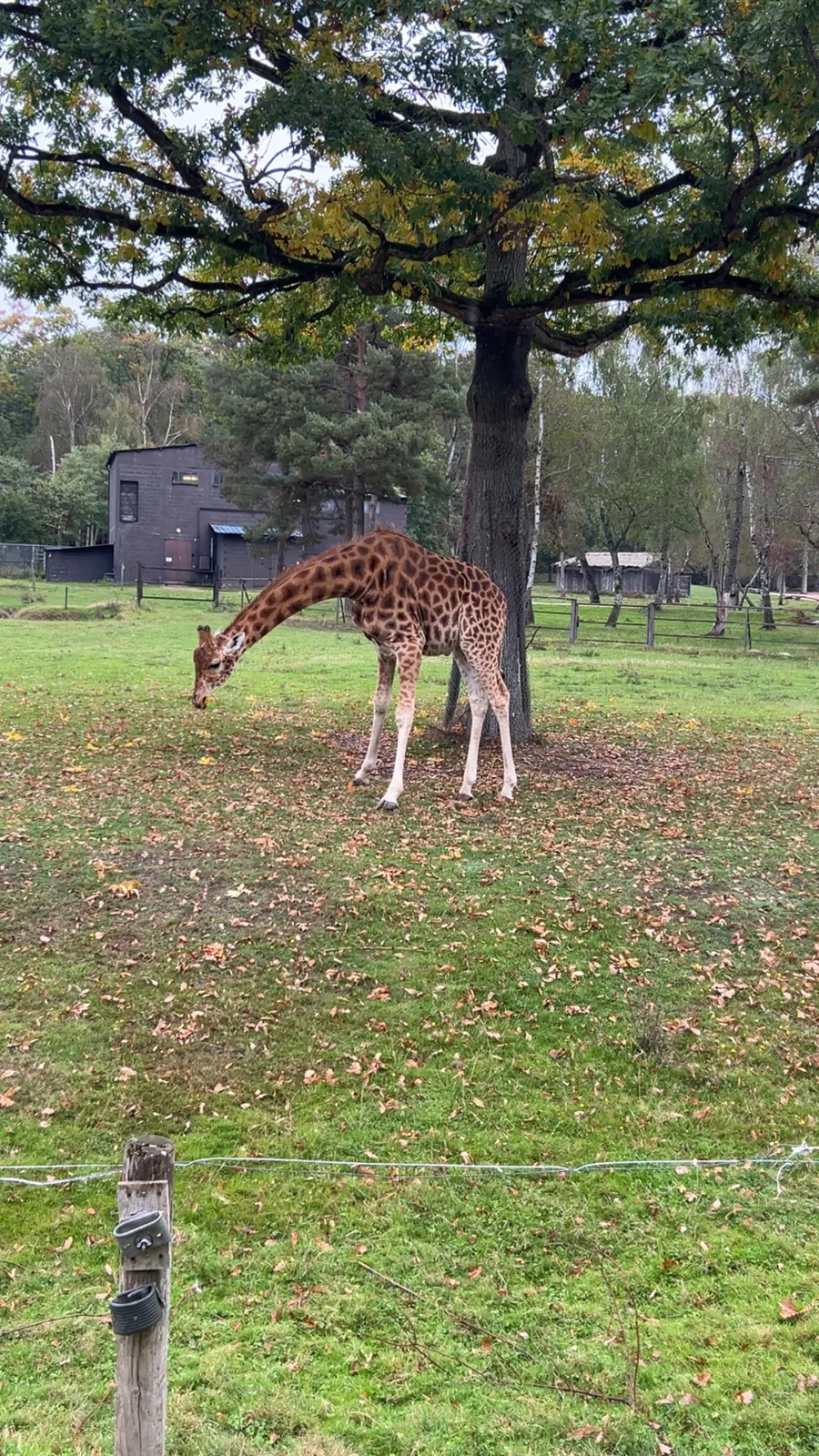 Sortie safari au zoo de Thoiry 