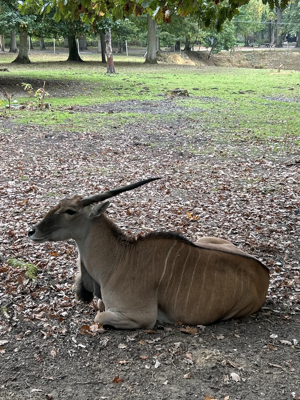Sortie safari au zoo de Thoiry 