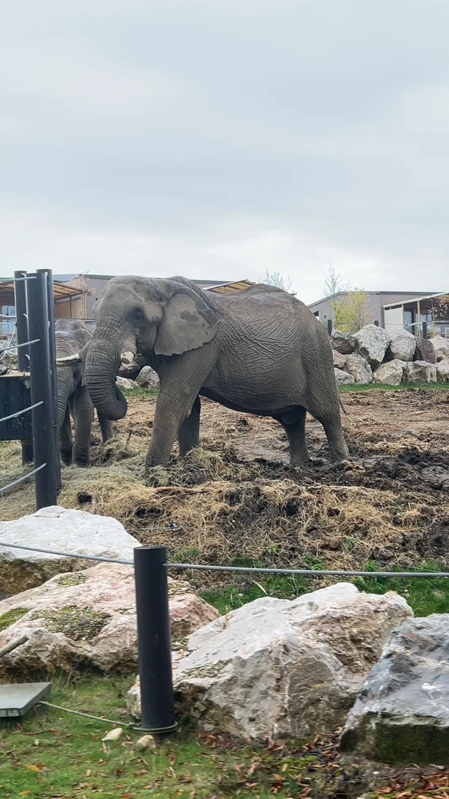 Sortie safari au zoo de Thoiry 