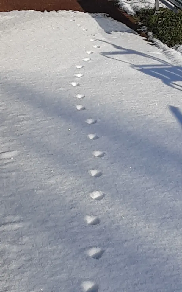 Il a neigé dans l'aube rose