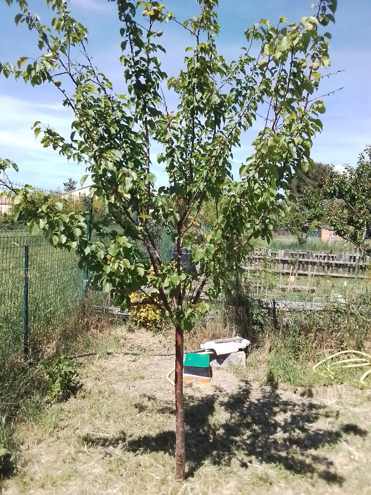 JARDIN PARTAGÉ 