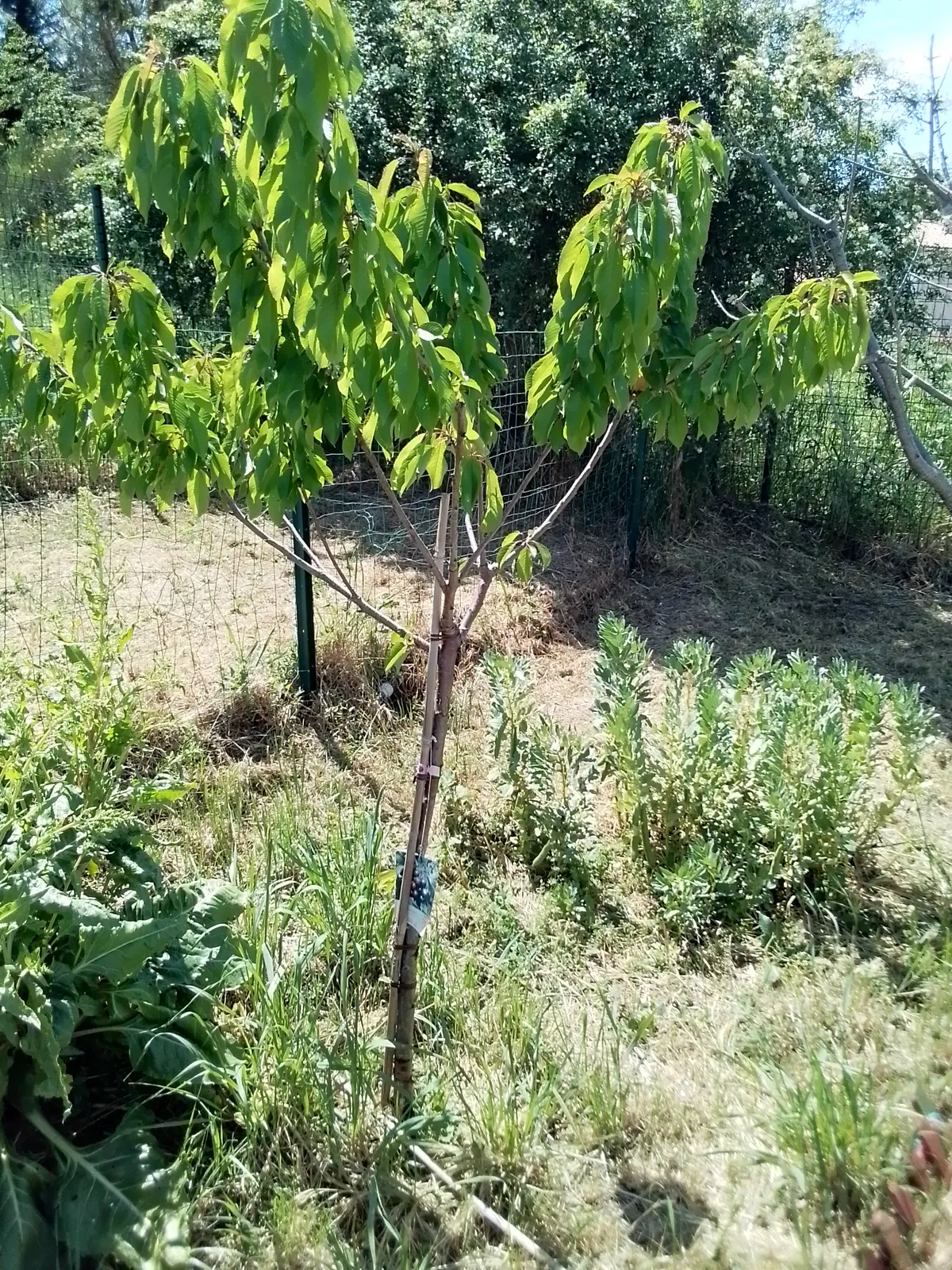 JARDIN PARTAGÉ 