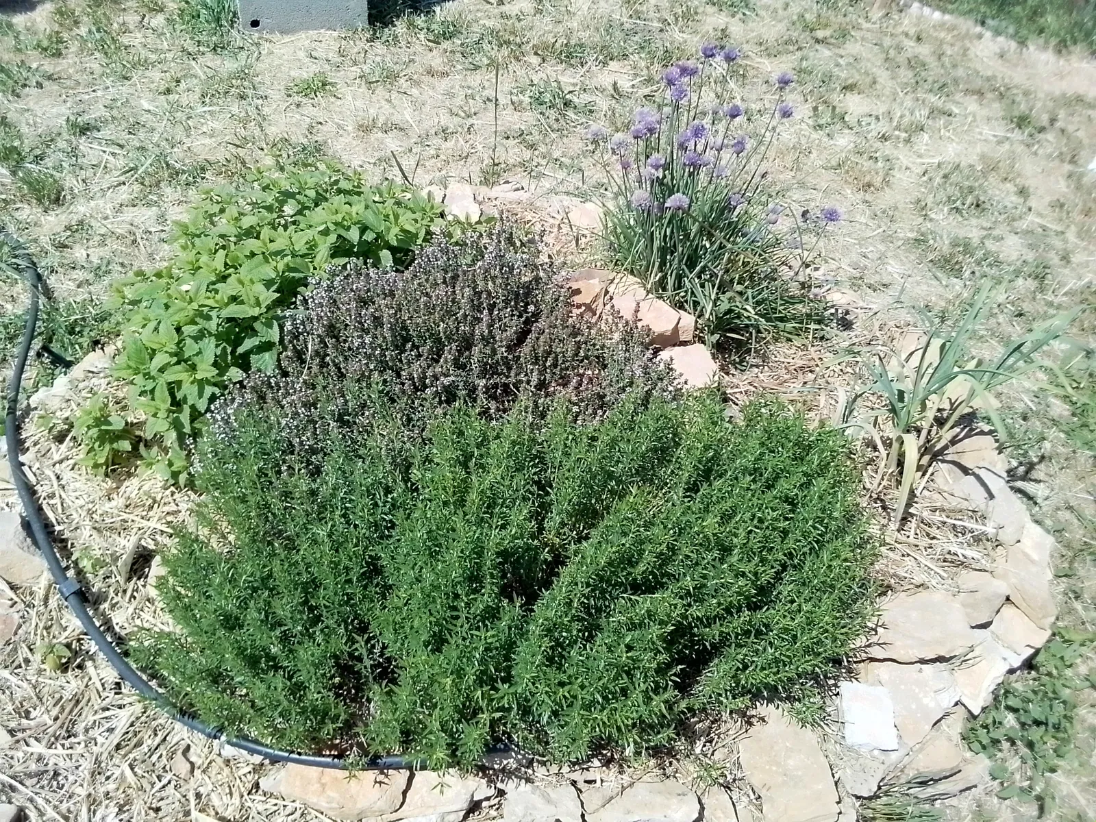 JARDIN PARTAGÉ 