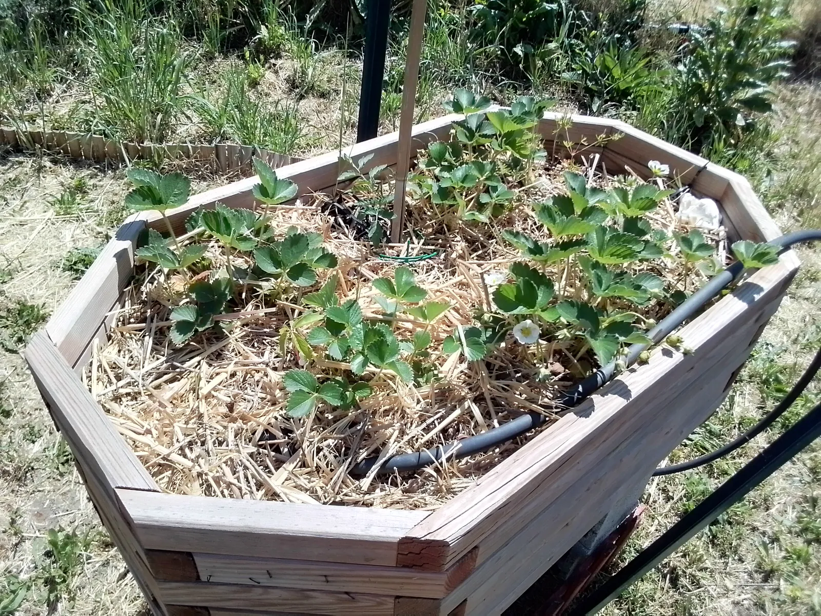 JARDIN PARTAGÉ 