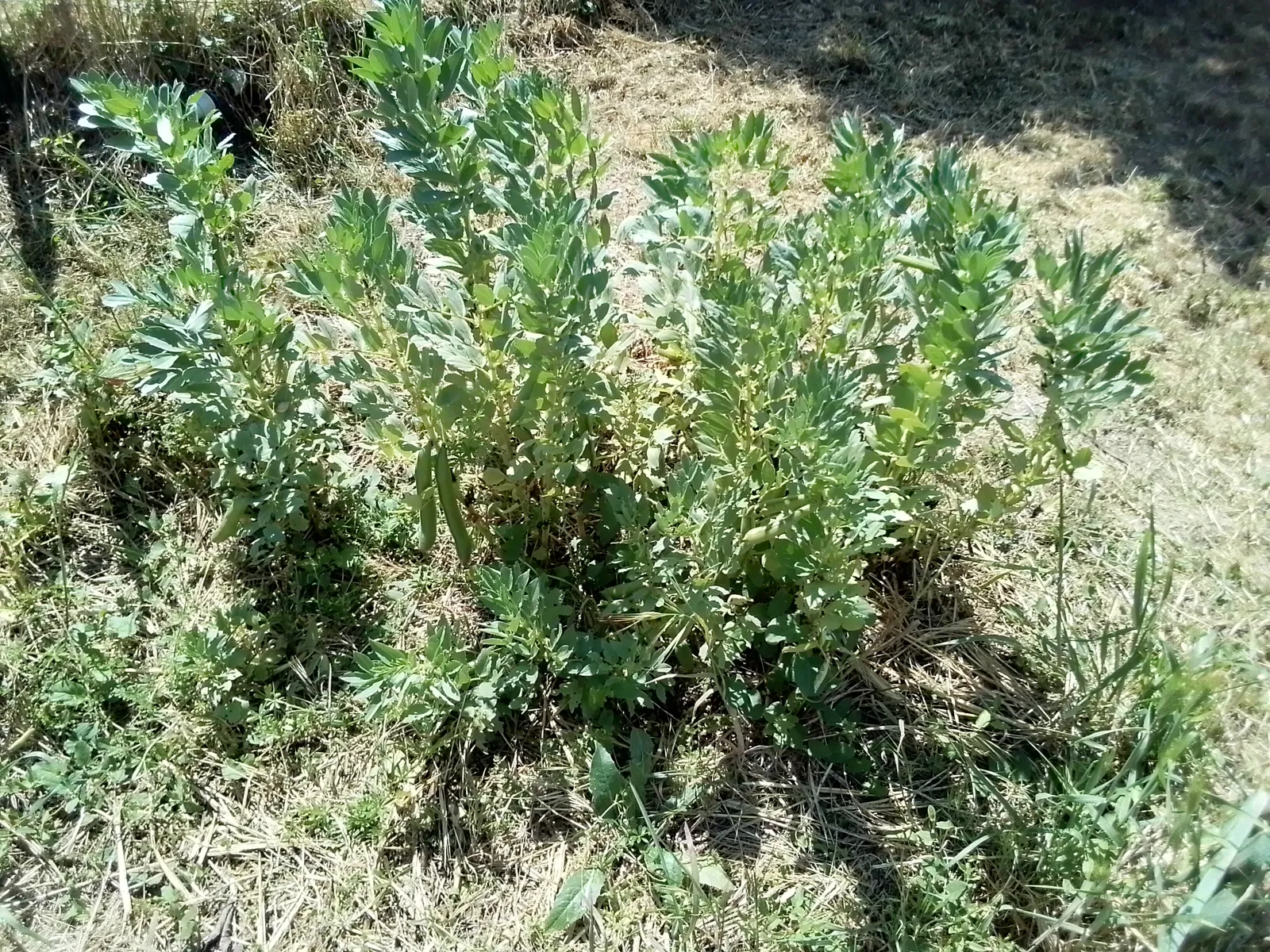 JARDIN PARTAGÉ 