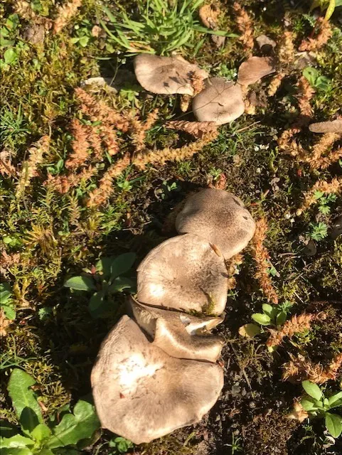 J'ai descendu dans mon jardin...