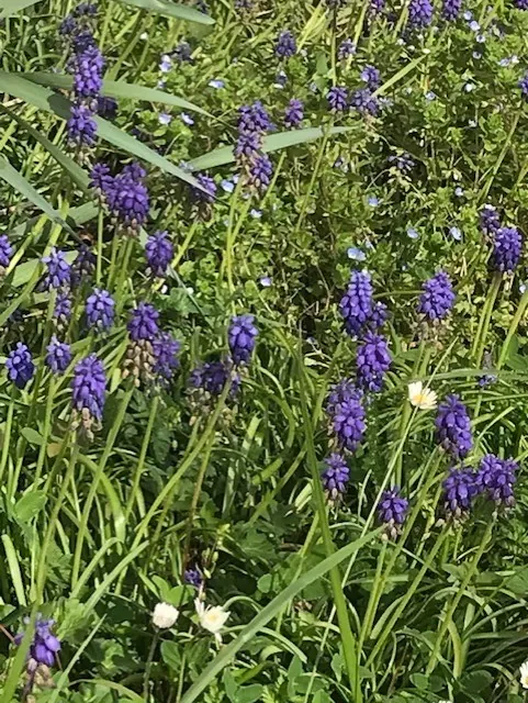 J'ai descendu dans mon jardin...