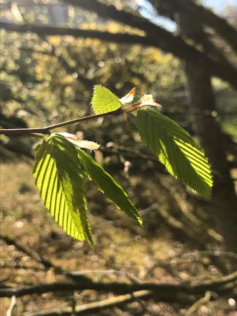 J'ai descendu dans mon jardin...