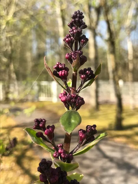 J'ai descendu dans mon jardin...