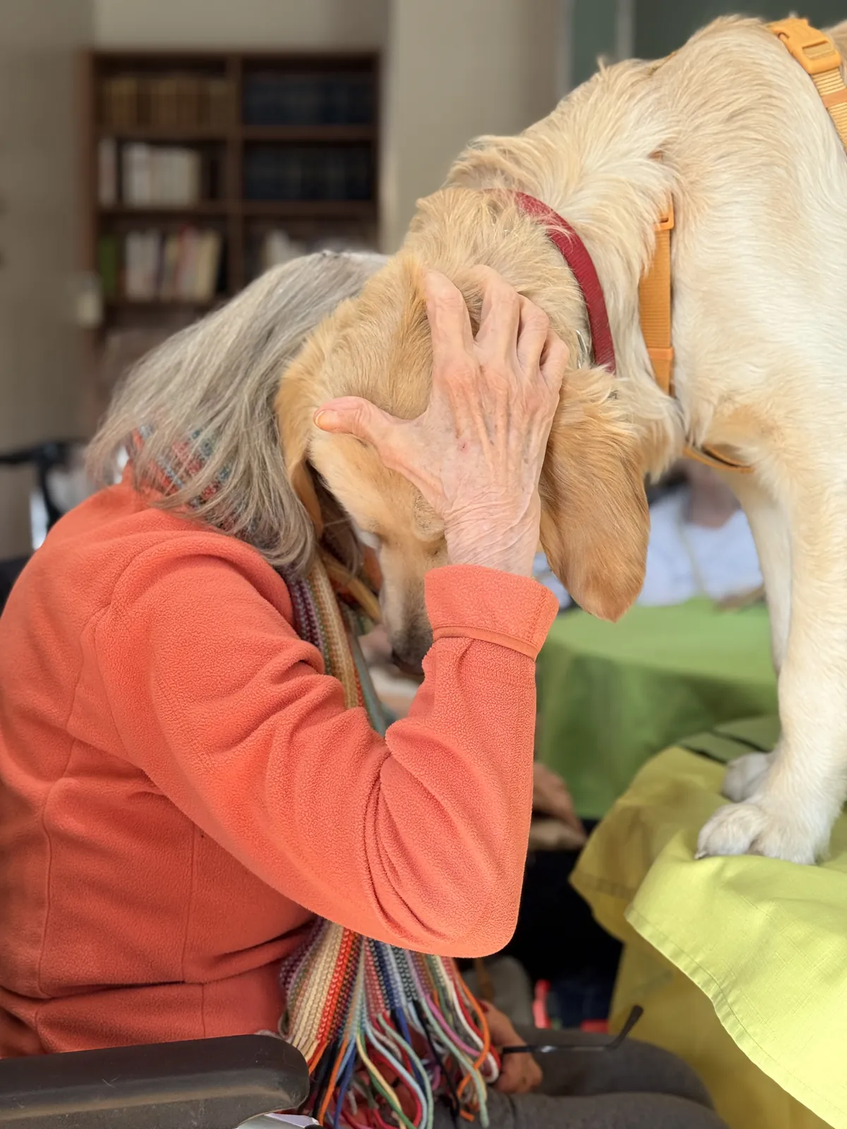 une belle après midi avec les animaux 