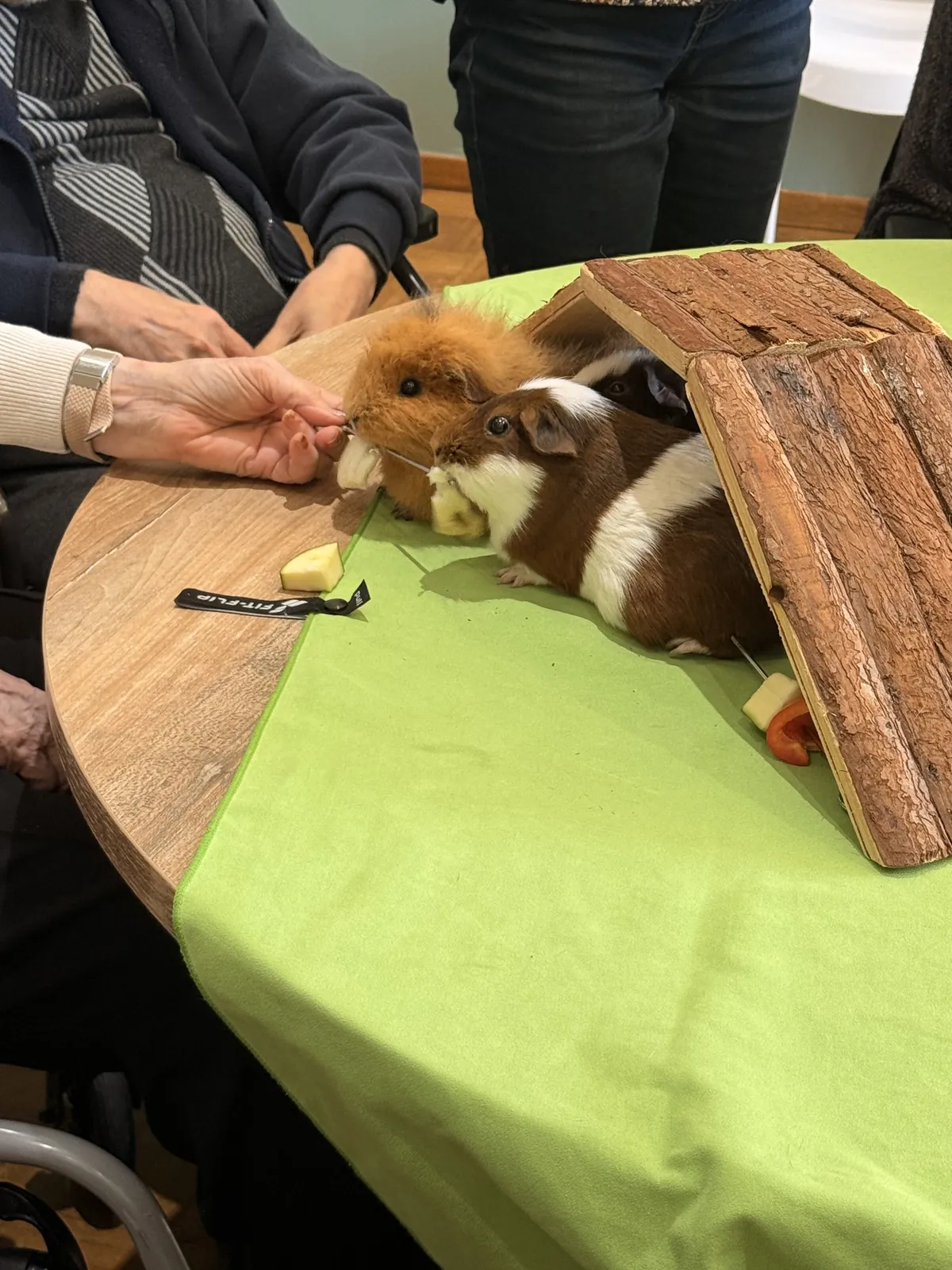 une belle après midi avec les animaux 