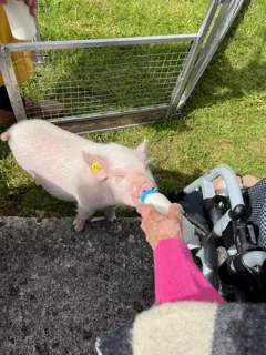 Une ferme pédagogique itinérante s’installe le temps d’un après-midi dans les jardins de la maison de retraite de Thiais.