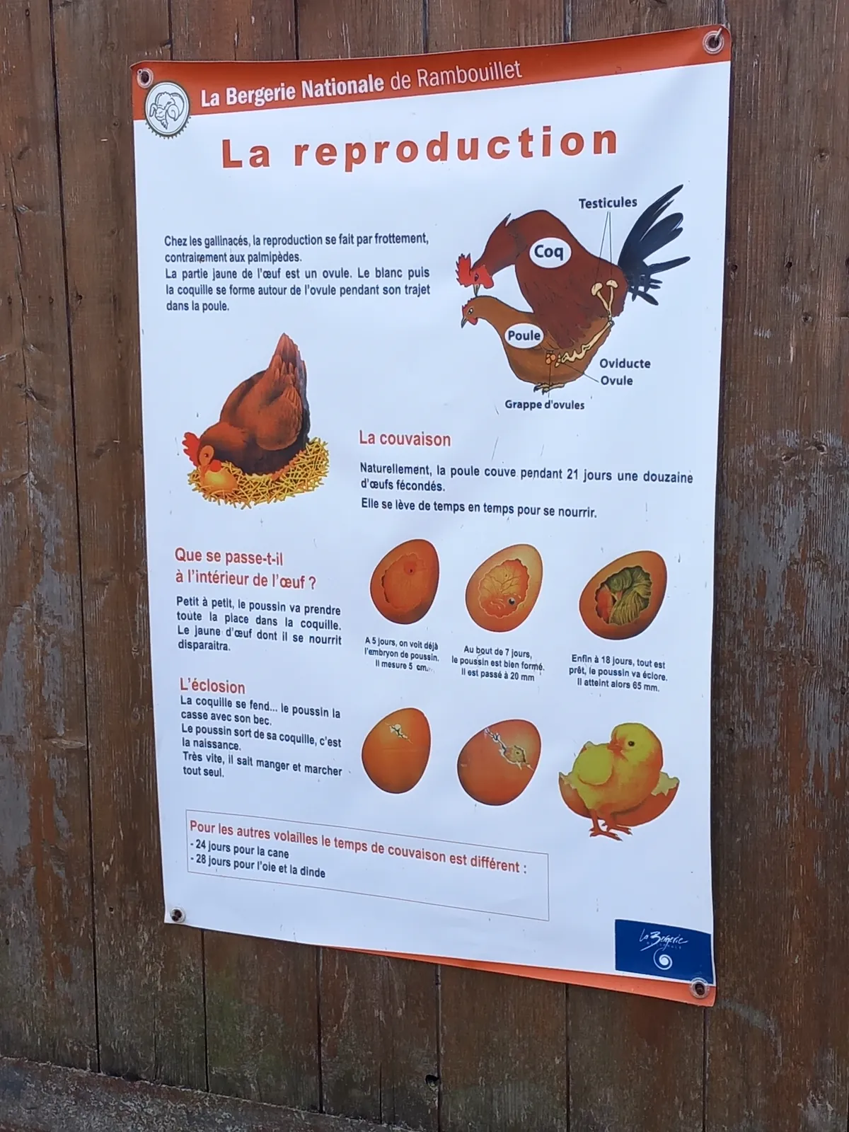 bergerie de Rambouillet 