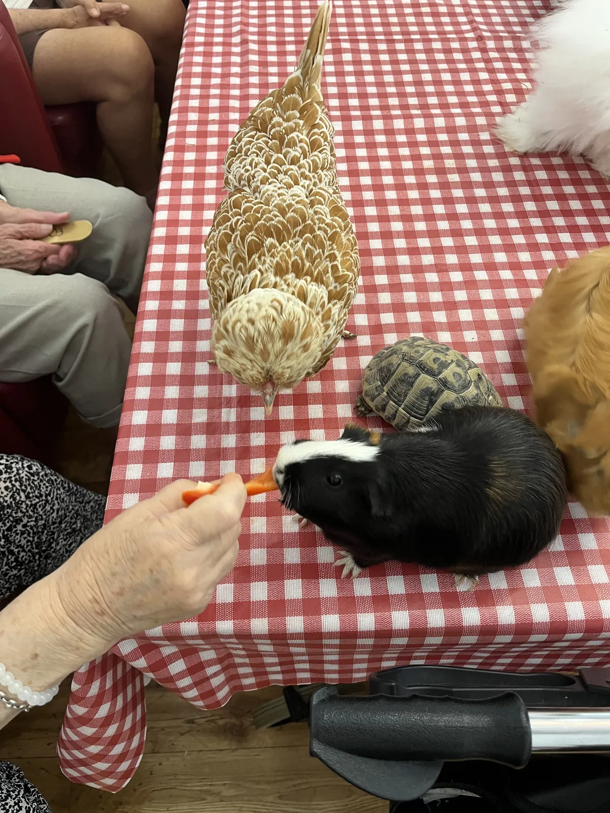 Atelier de zoothérapie