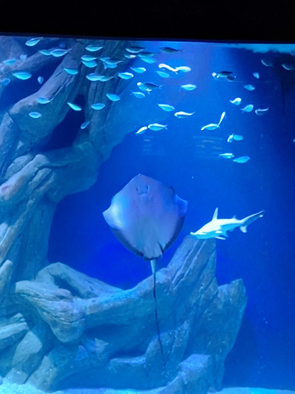 Sortie à l'Aquarium de la Rochelle 