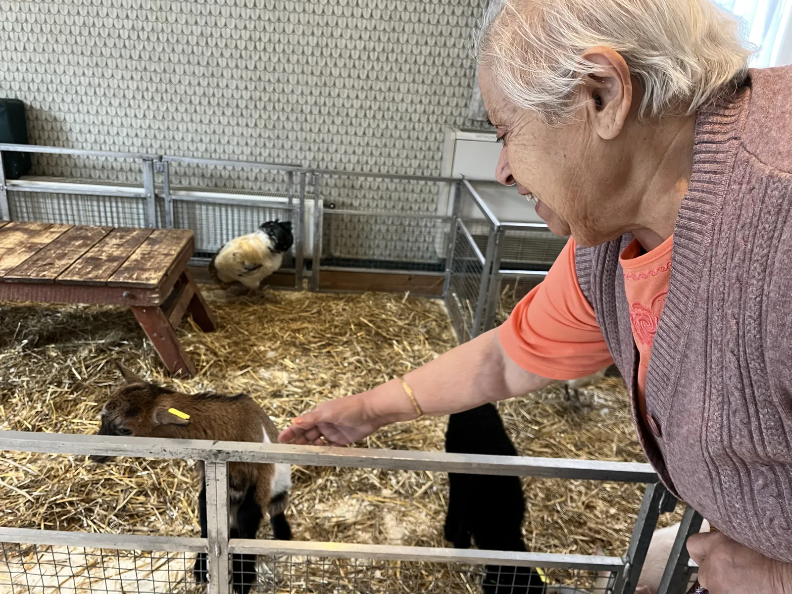 Une rencontre intergénérationnelle pleine de douceur avec la ferme Tiligolo 