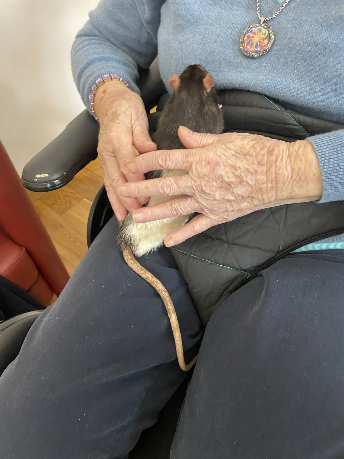 Séance de Zoothérapie à la Résidence – Un Moment de Bonheur et de Douceur